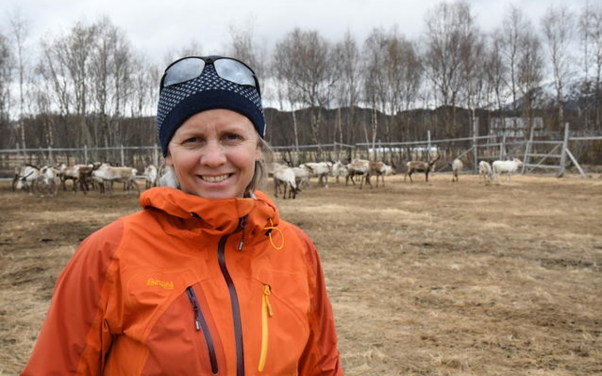 Camilla Risvoll har forsket på reinnæringa, og blant annet fulgt den årlige flyttinga fra Fauske til Sjunkfjorden. Foto: Thoralf Fagertun